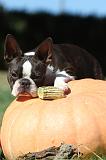 BOSTON TERRIER 063